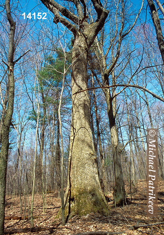 White Ash (Fraxinus americana)